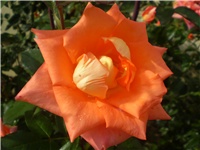 e6010a04-Picture 6507.jpg